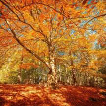 Pastor's Message - October 2025